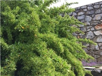 0b08e009-20170428 Ri piracanta.jpg